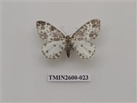 藏品(尺蛾114)的圖片